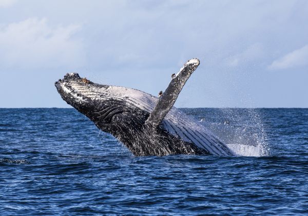 tour with Dive Jervis Bay - Img credit Jordan Robins, NSW South Coast