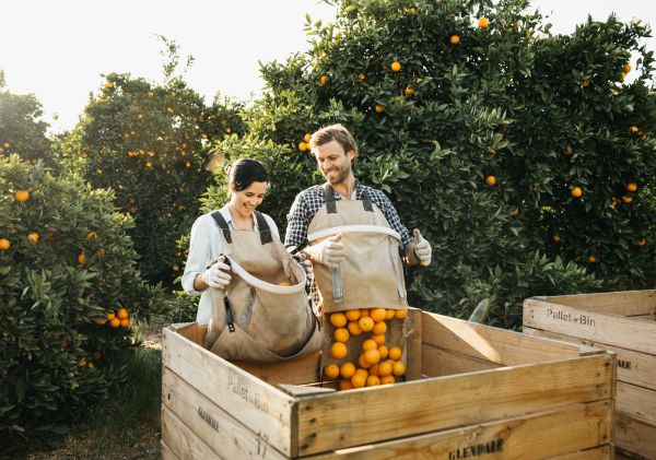 Couple enjoying a fruit picking experience at Glendale Citrus and Hazelnut Orchard, Sandigo in the Riverina