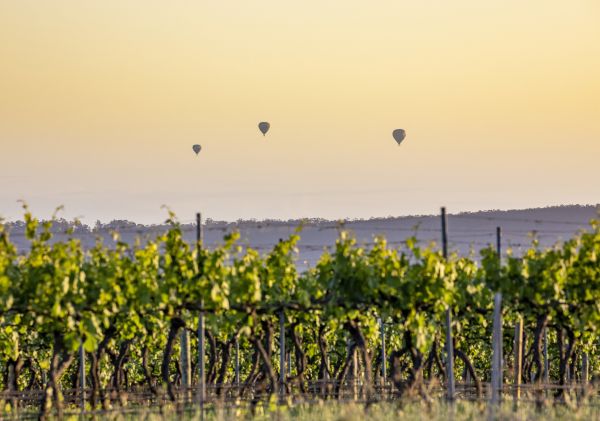 Hot air balloons over the Hunter Valley vineyards