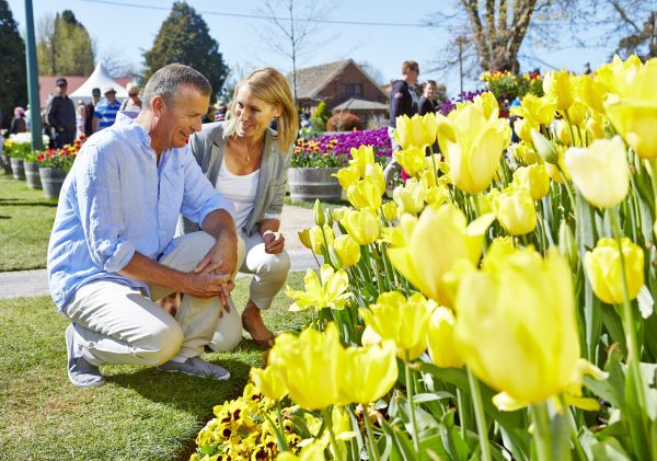 Tulip Time - one of Australia's oldest and leading floral festivals blooms, Bowral