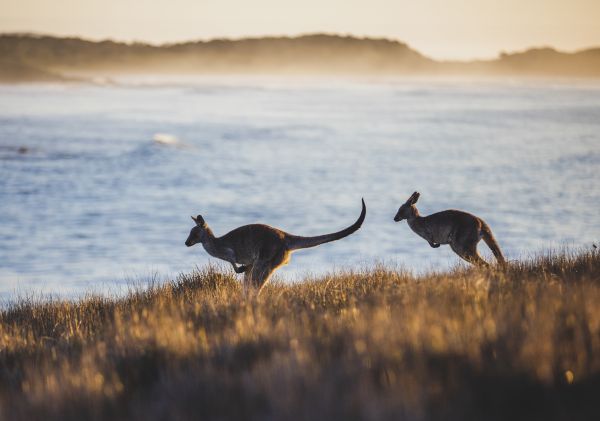 Kangaroos in the morning light at Look At Me Headland, Emerald Beach on the Coffs Coast