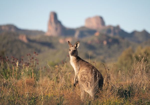 Kangaroo soaking up the morning sun at Warrumbungle National Park, near Coonabarabran