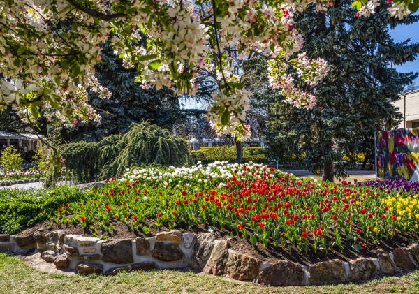 Tulip garden and blossooms, Tulip Time Festival, Bowral