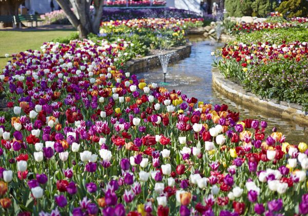 Tulip Time Festival in Corbett Gardens, Bowral