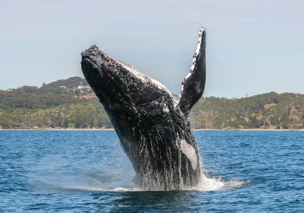 Humpback Whale breaching off Point Plomer, Port Macquarie