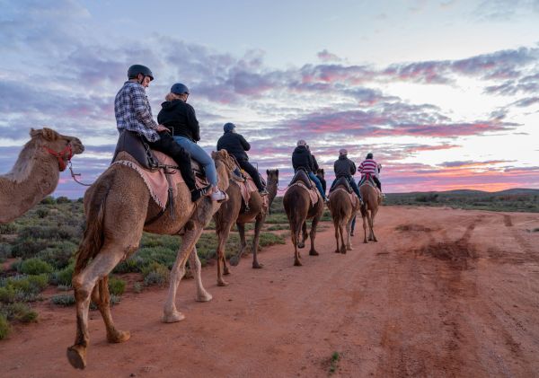 Silverton Outback Camels