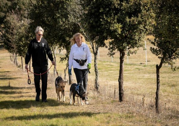 Couple walking with dogs for truffle hunting, L'Air du Wombat Truffles, Oallen - Credit: Janine Fabre
