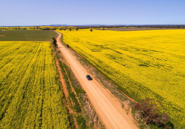 A car travels past the vibrant golden canola fields, Canola Trail, Sebastopol
