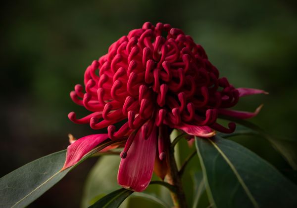 Native waratah, Ku-ring-gai Wildflower Garden, St. Ives - Credit: Ku-ring-gai Council
