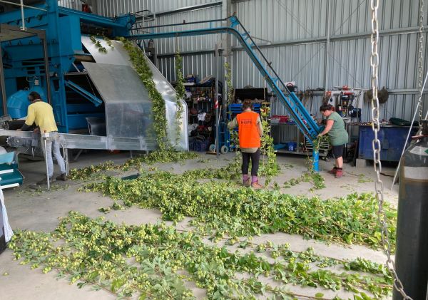 Harvesting done by workers, Ryefield Hops, Bega Valley - Credit: Ryefield Hops