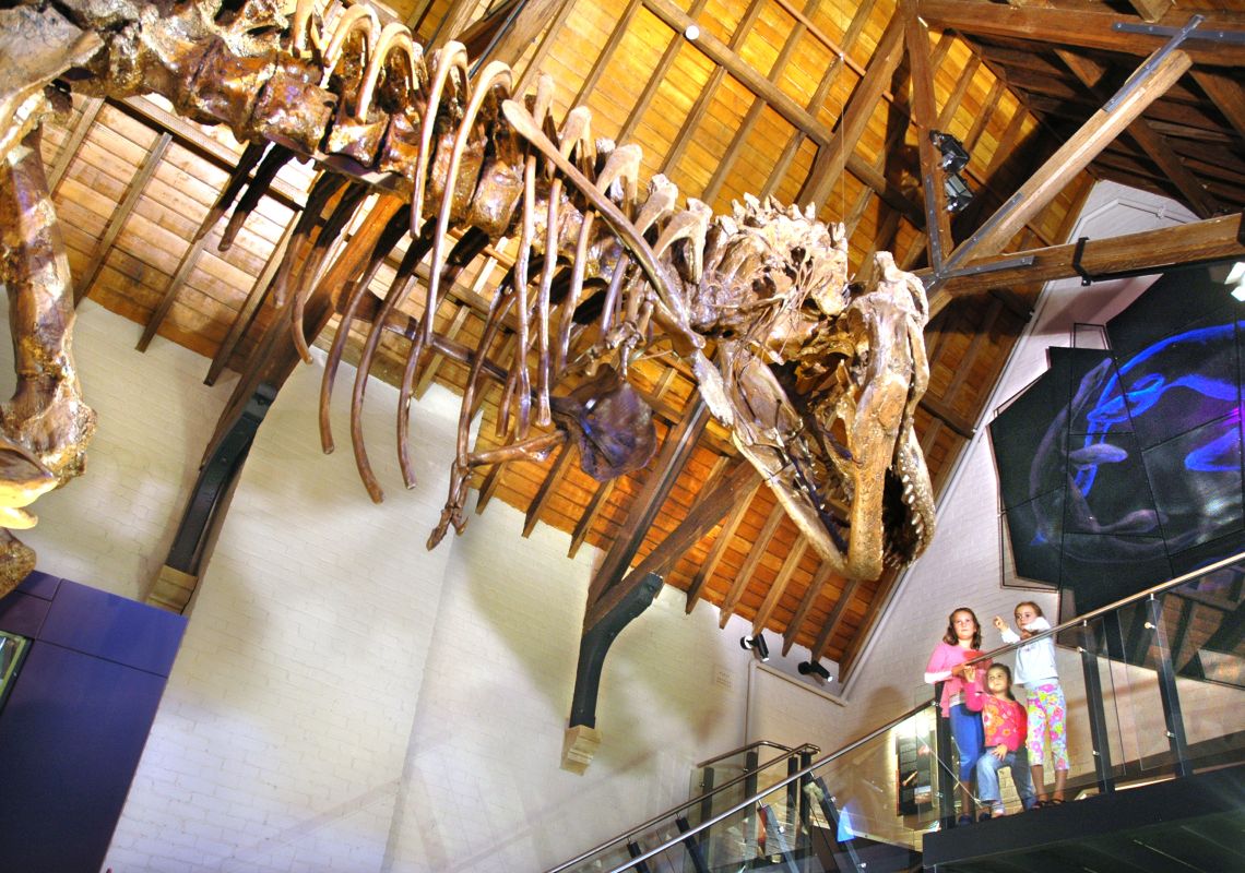 A T-Rex skeleton in the Australian Fossil and Mineral Museum, Bathurst