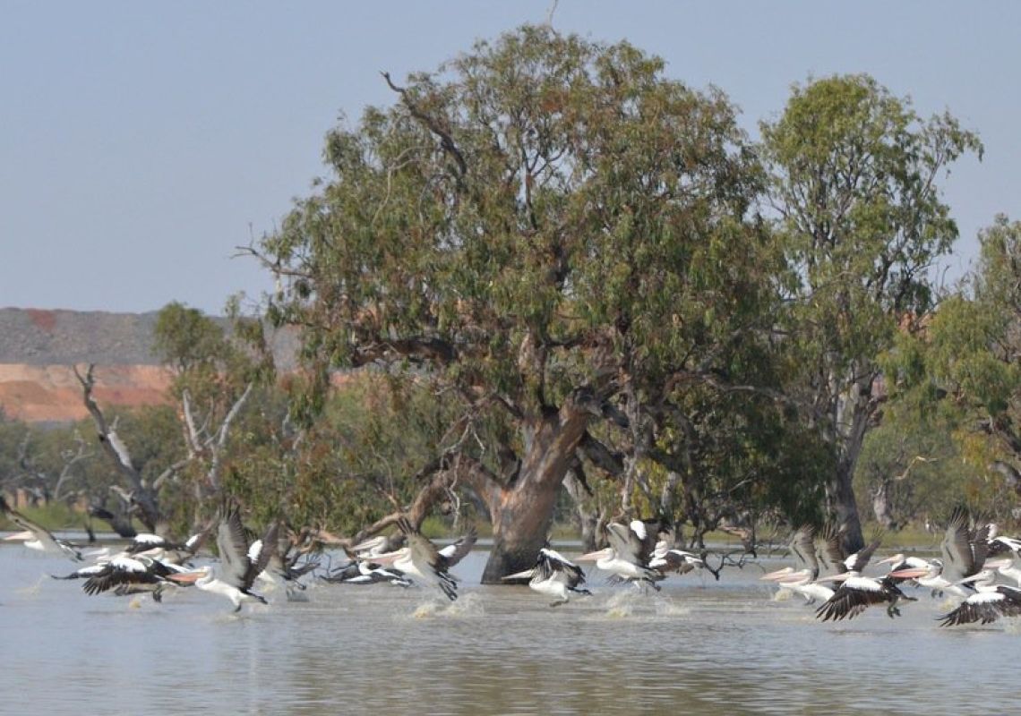 Pelicans taking flight at Lake Cowal, near West Wyalong