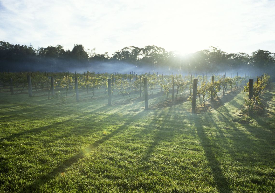 Wine grapes growing in a vineyard in Leeton, Riverina, NSW