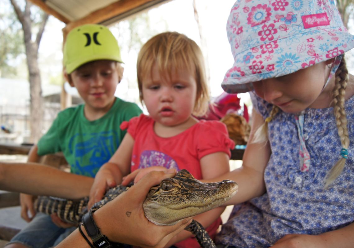 Kids meet an alligator at Hunter Valley Zoo, Cessnock