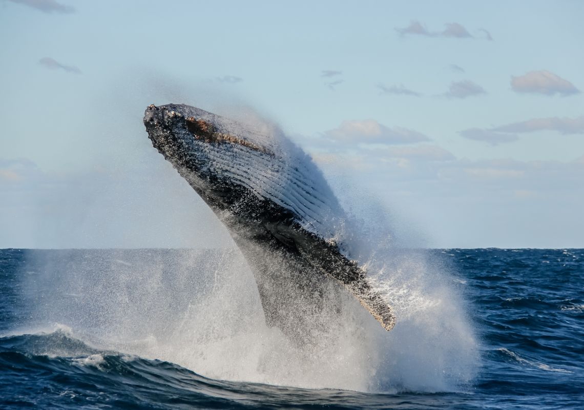Humpback whale breaching and rolling