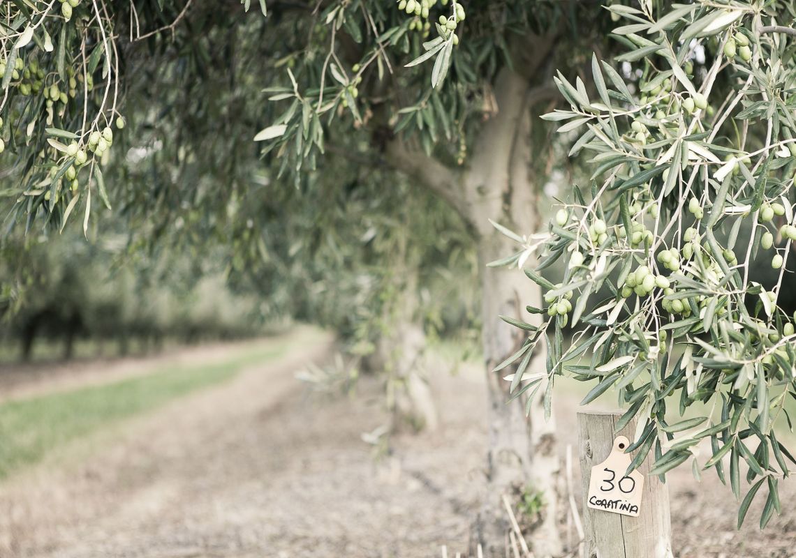 Olive trees in Pukara Estate, Muswellbrook