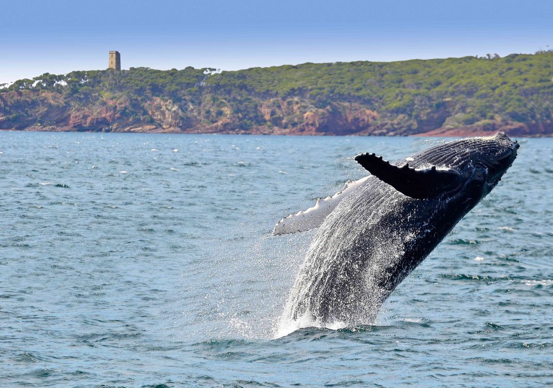 Whale breaching in front of Ben Boyd's Tower - South Coast