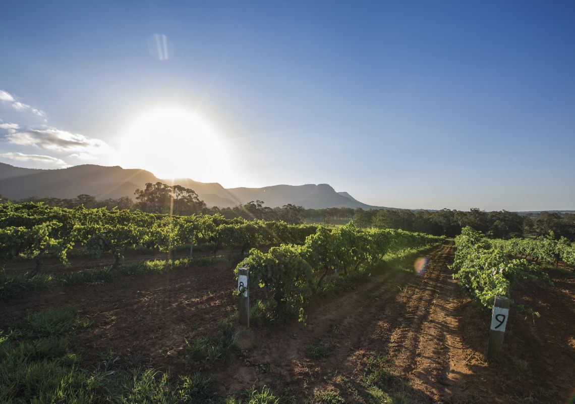 ハンター・バレーのポコルビンにあるティレルズ・ワインズのブドウ園に沈む夕日