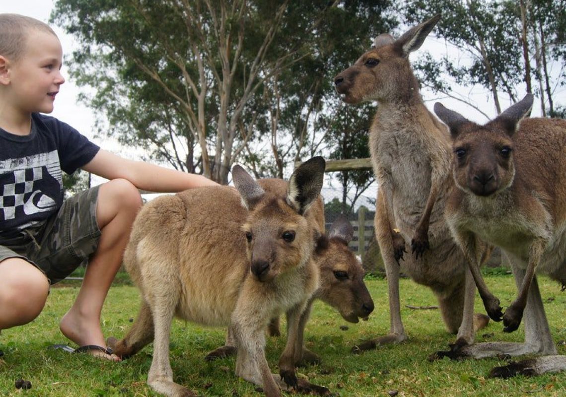 Boy with kangaroos at the Hunter Valley Zoo in Cessnock