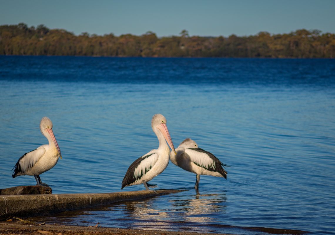 Pelicans in St Georges Basin, NSW South Coast