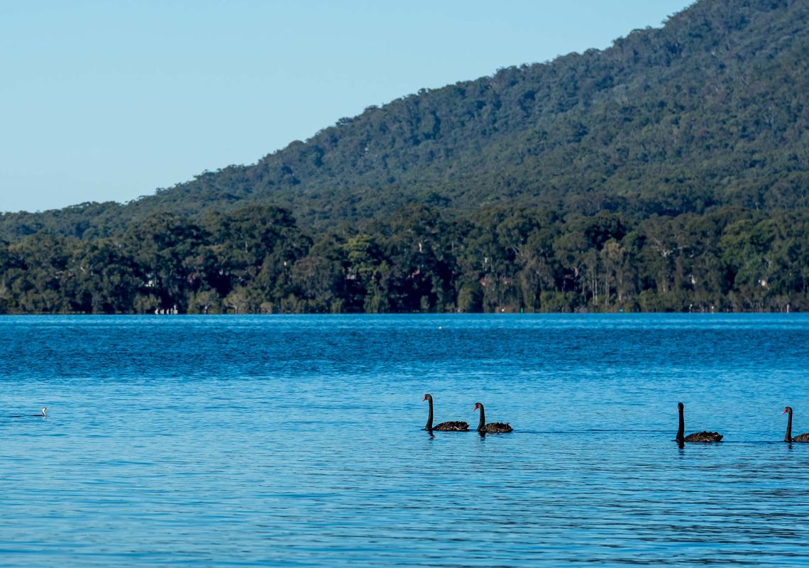 Black swans on Queens Lake near North Haven, south of Port Macquarie