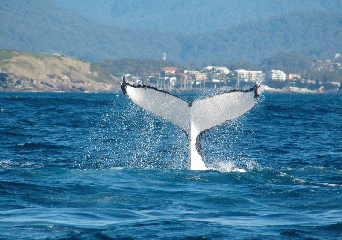 Humpback whale tail near Coffs Harbour