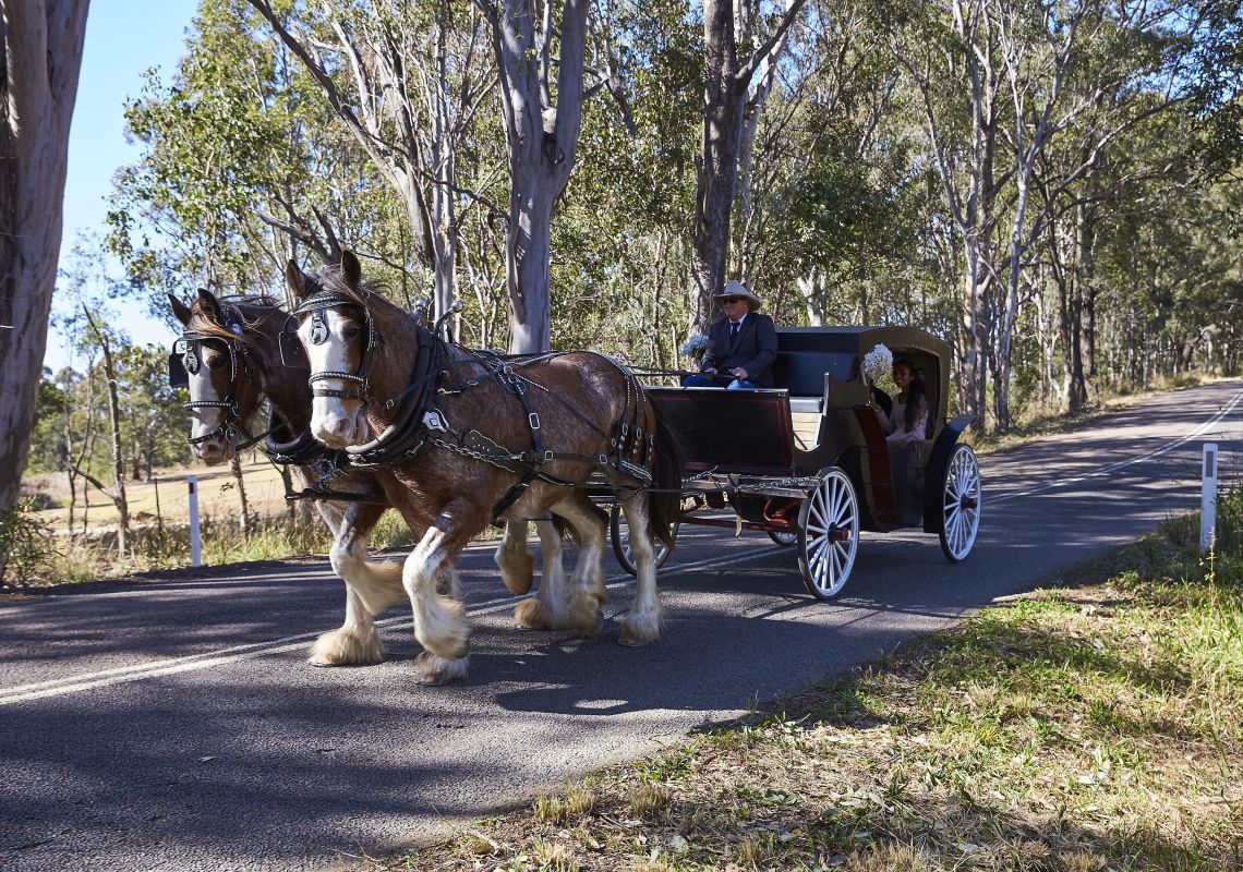 Horse Drawn Carriage experience in the Hunter Valley