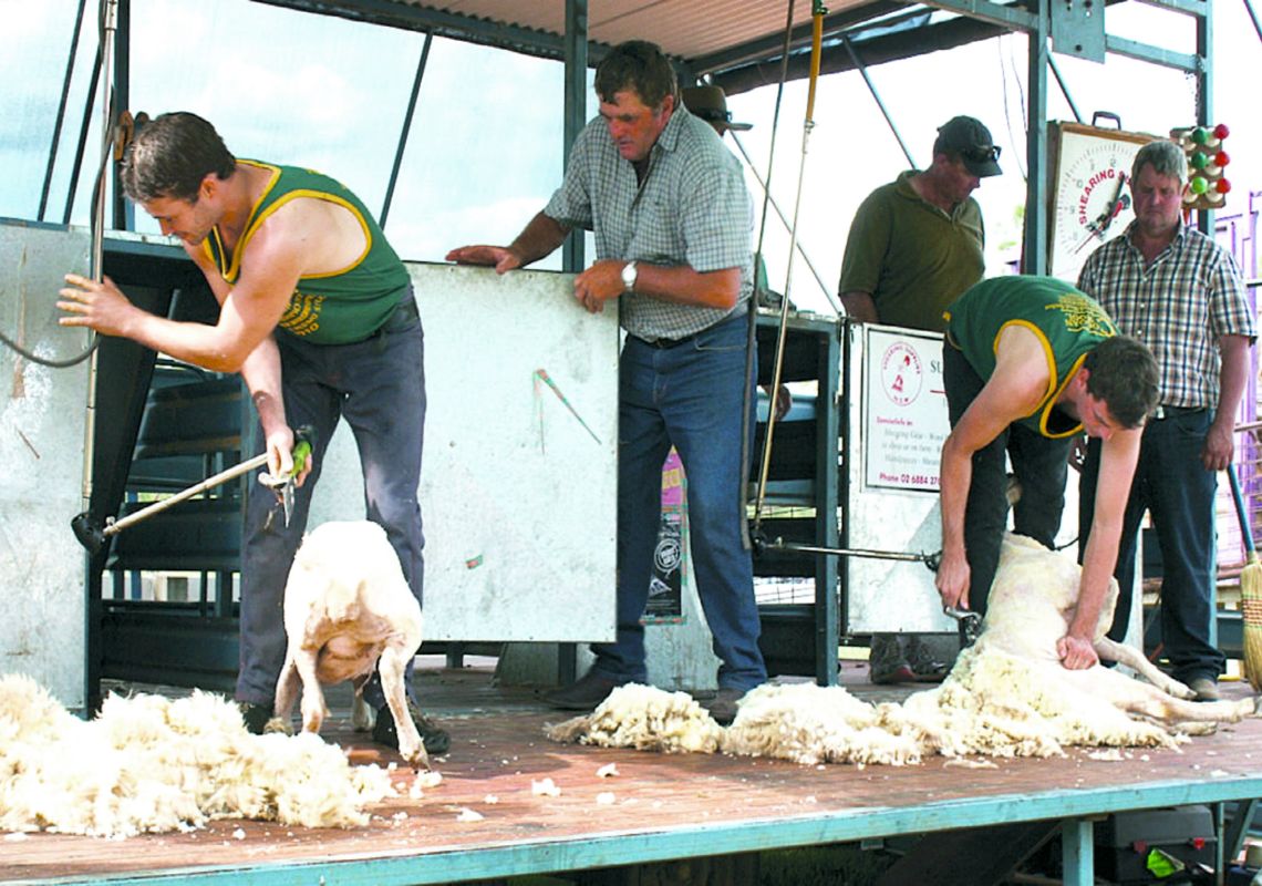 Sheep shearing contest at Dunedoo Show, Dunedoo