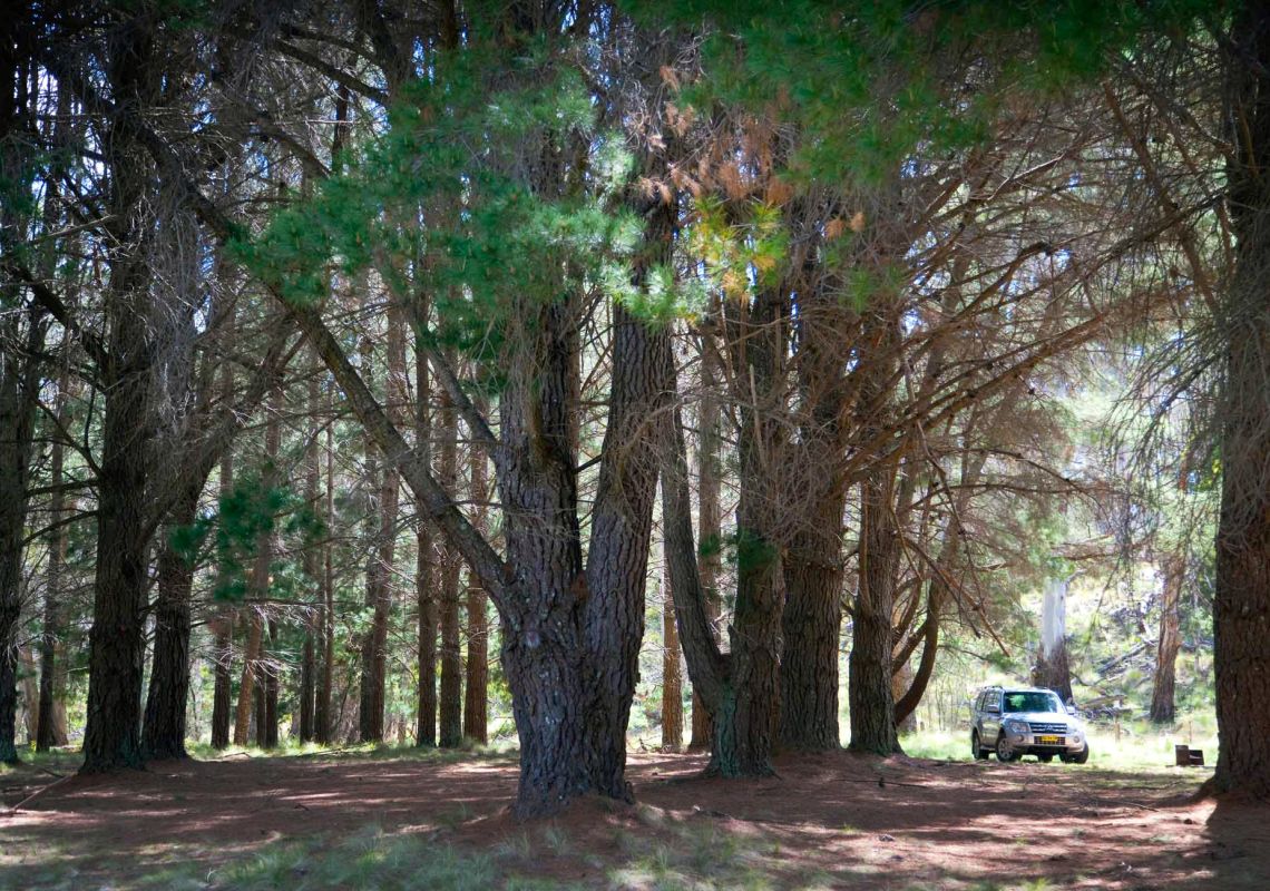4WD parked among tall pine trees, The Pines campground, Coolah Tops