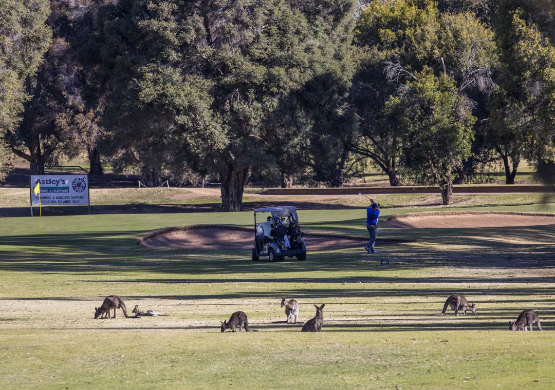 Kangaroos grazing at Dubbo Golf Club