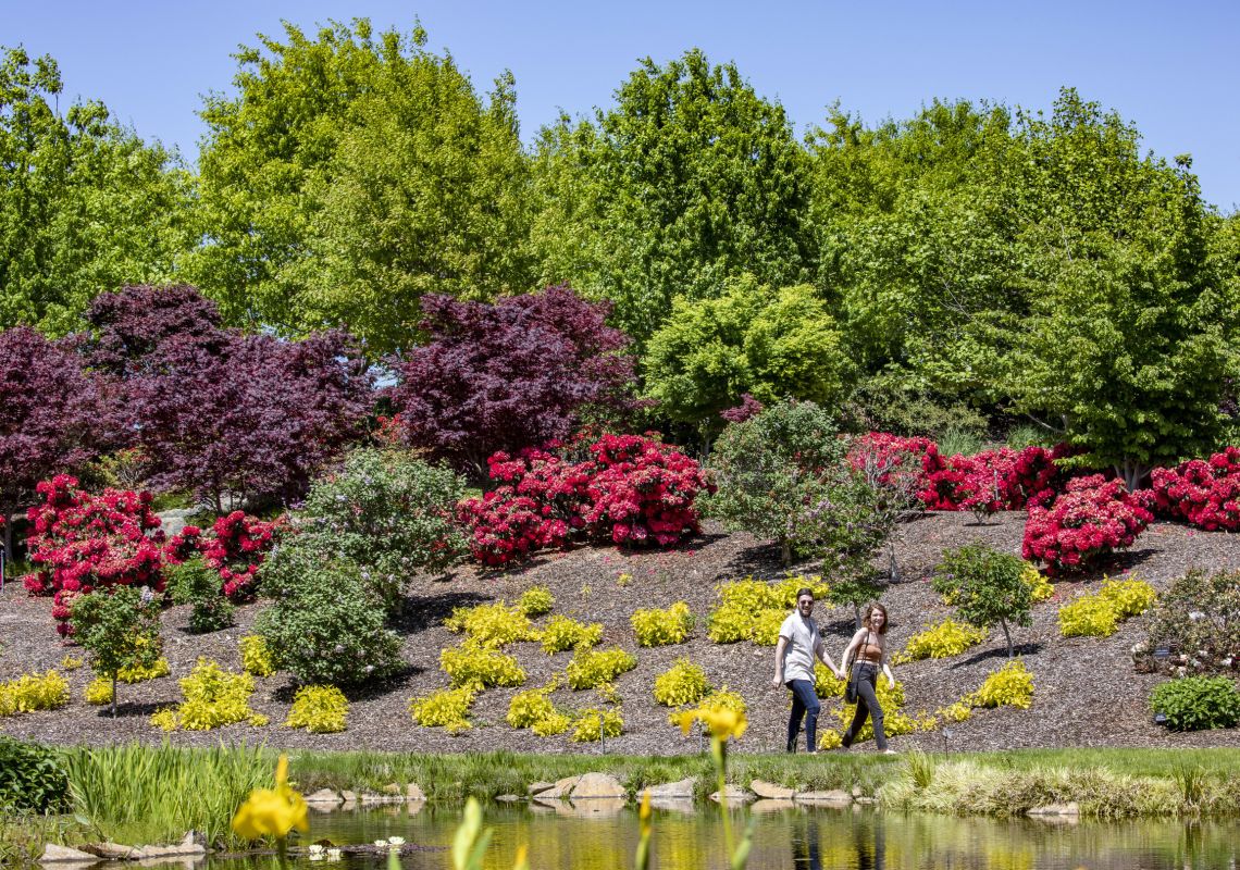Couple enjoying the spring blooms at Mayfield Garden, Oberon