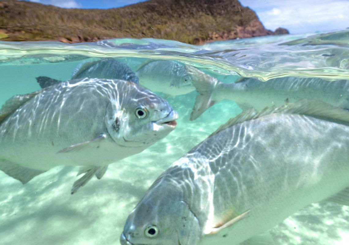 Fishing on Lord Howe Island Where to Fish & Species