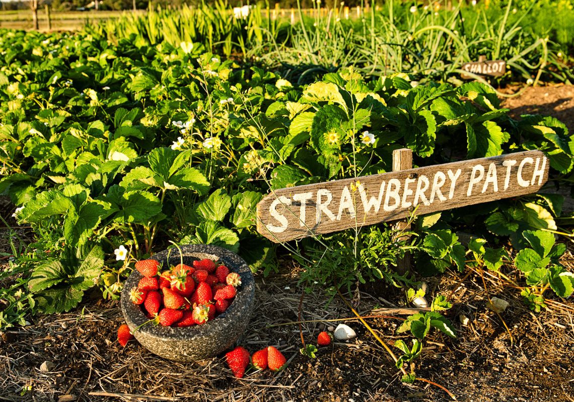 Strawberry Patch at Margan Winery and Restaurant, Hunter Valley