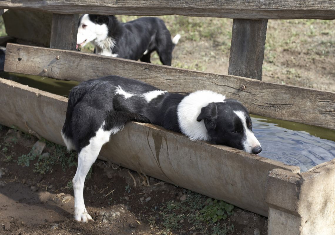 Cattle dogs at Belltrees Estate in Scone - Upper Hunter - Hunter