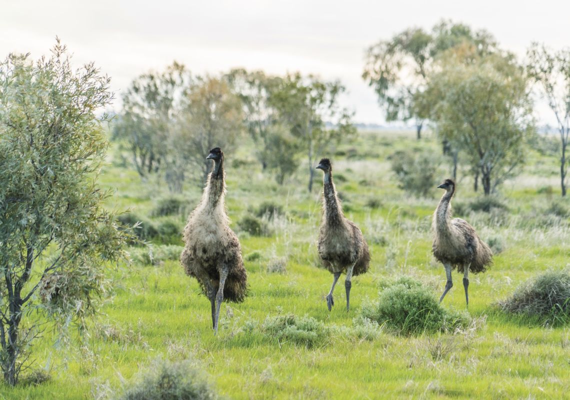 Wild emus roaming the countryside in the Murrumbidgee Shire, Riverina