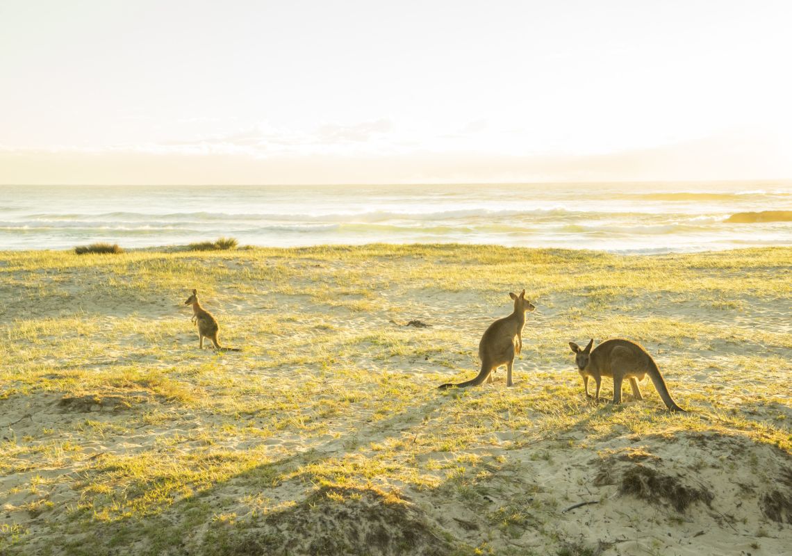 Kangaroos grazing in the morning sun at Potato Point in Erobodalla, South Coast