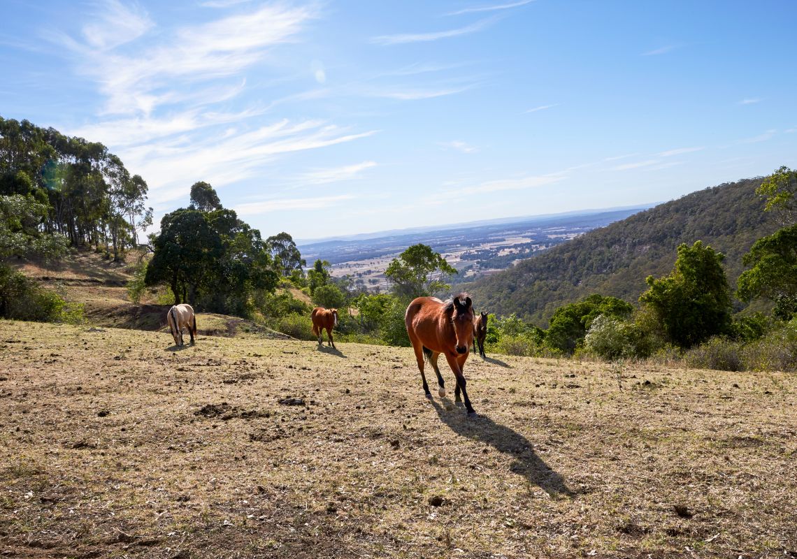 Horse riding - Hunter Valley - Hunter