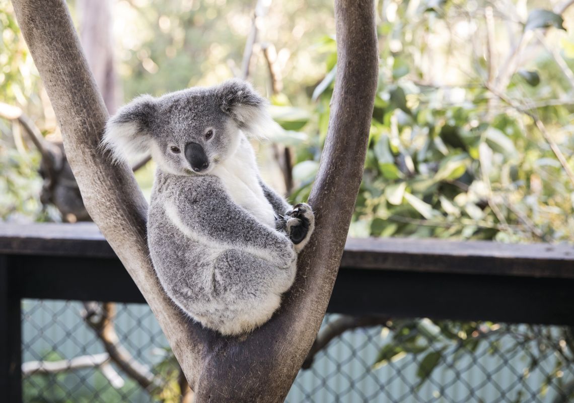 A resident koala resting in a tree at the Australian Reptile Park, Central Coast