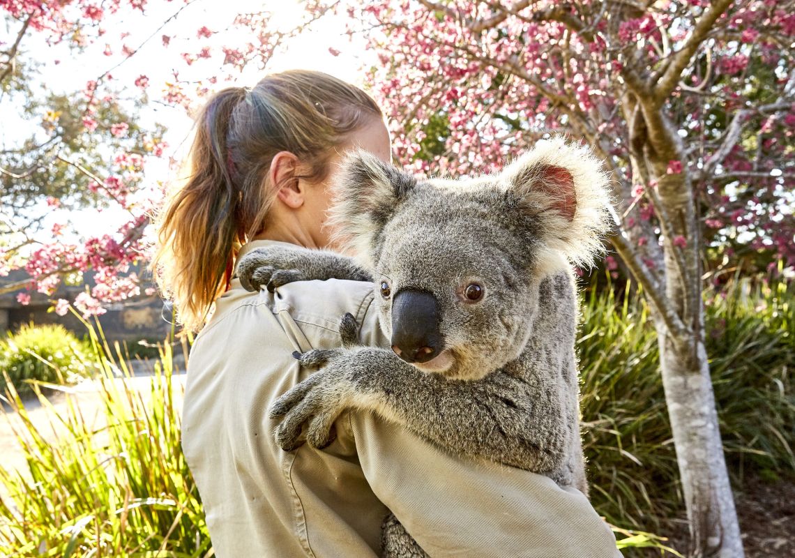 Friendly koala at Symbio Wildlife Park, Helensburgh in the Illawarra region , South Coast
