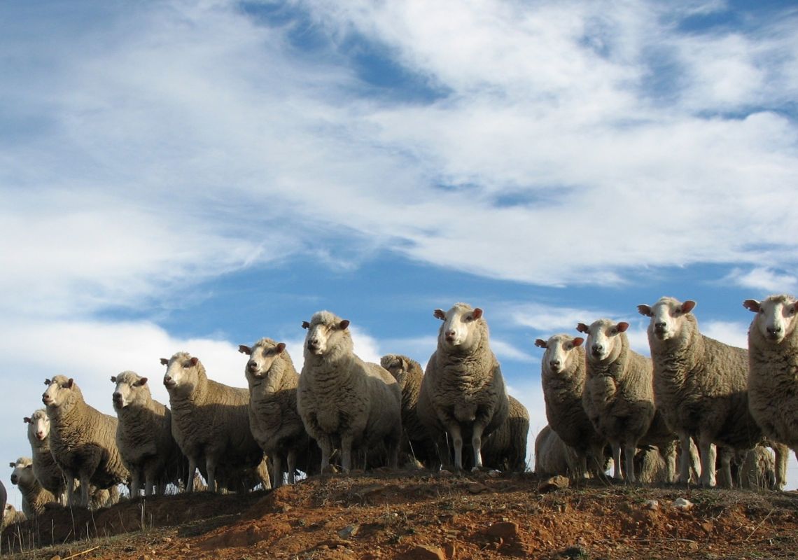 Annual Bredbo Sheep Dog Trials in Bredbo, Cooma Area, Snowy Mountains