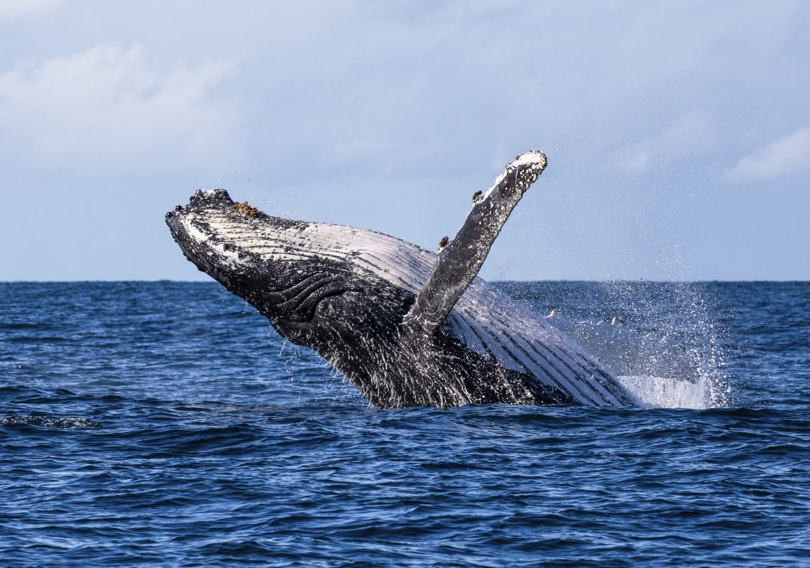 Humpback whale spotted breaching the waters in Jervis Bay during a swimming with whales tour with Dive Jervis Bay.
