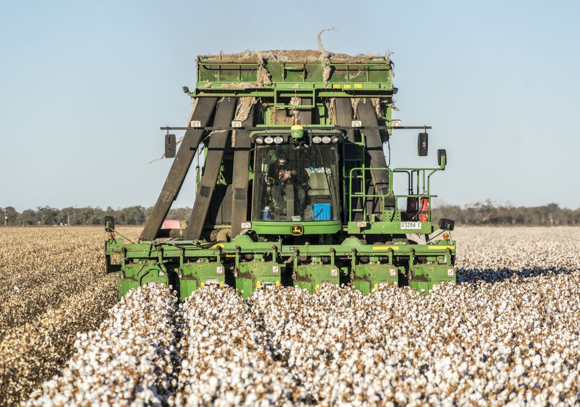 Farmer picking cotton on a farm in Moree, Country NSW