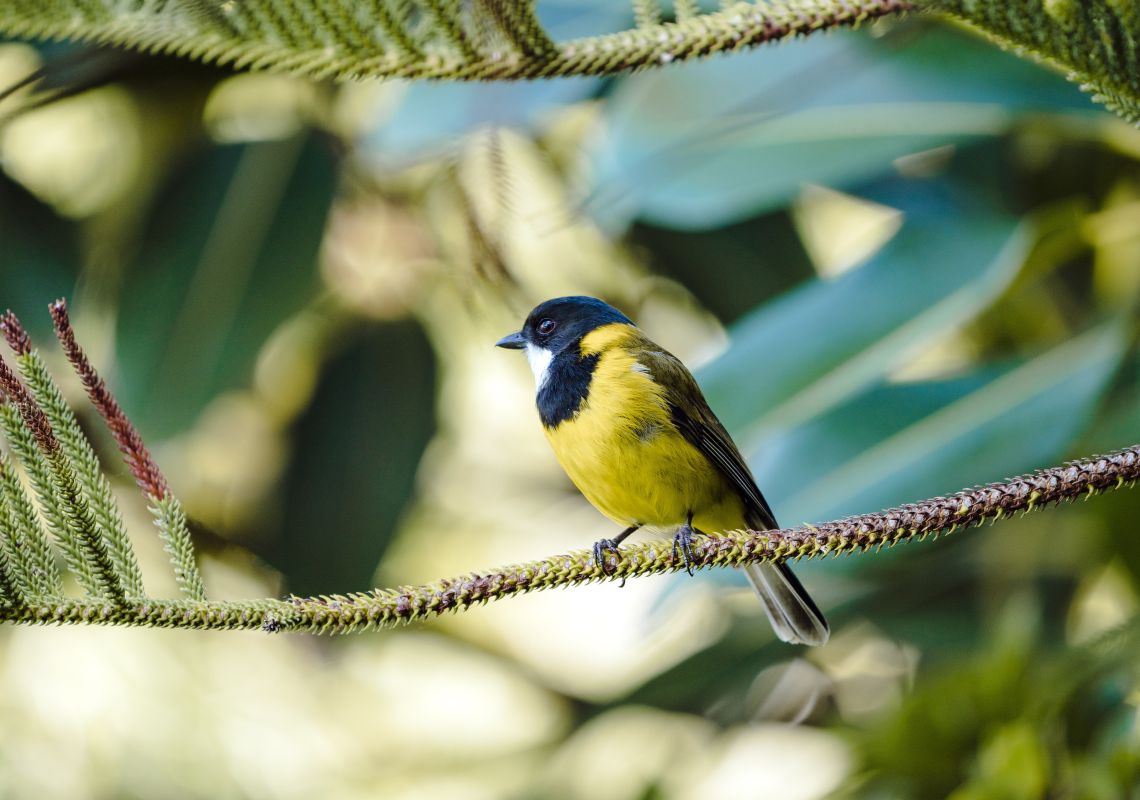 A yellow-breasted robin on Lord Howe Island