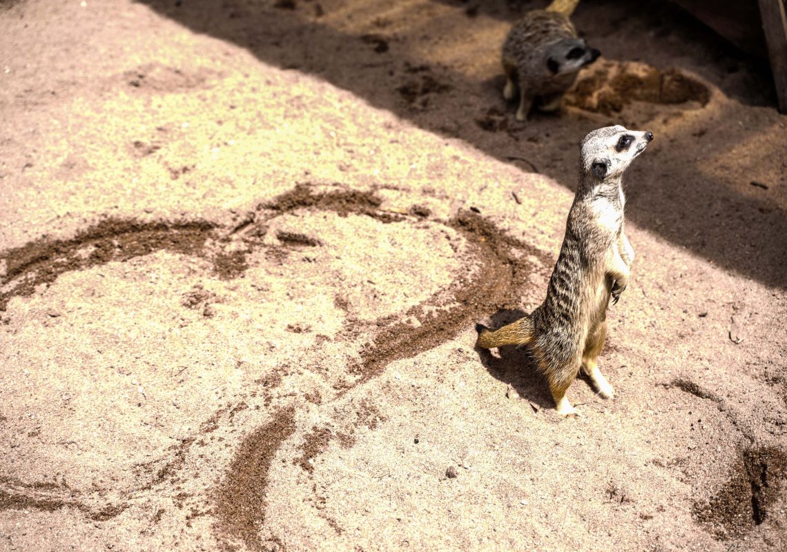 モゴ野生動物公園のミーアキャット