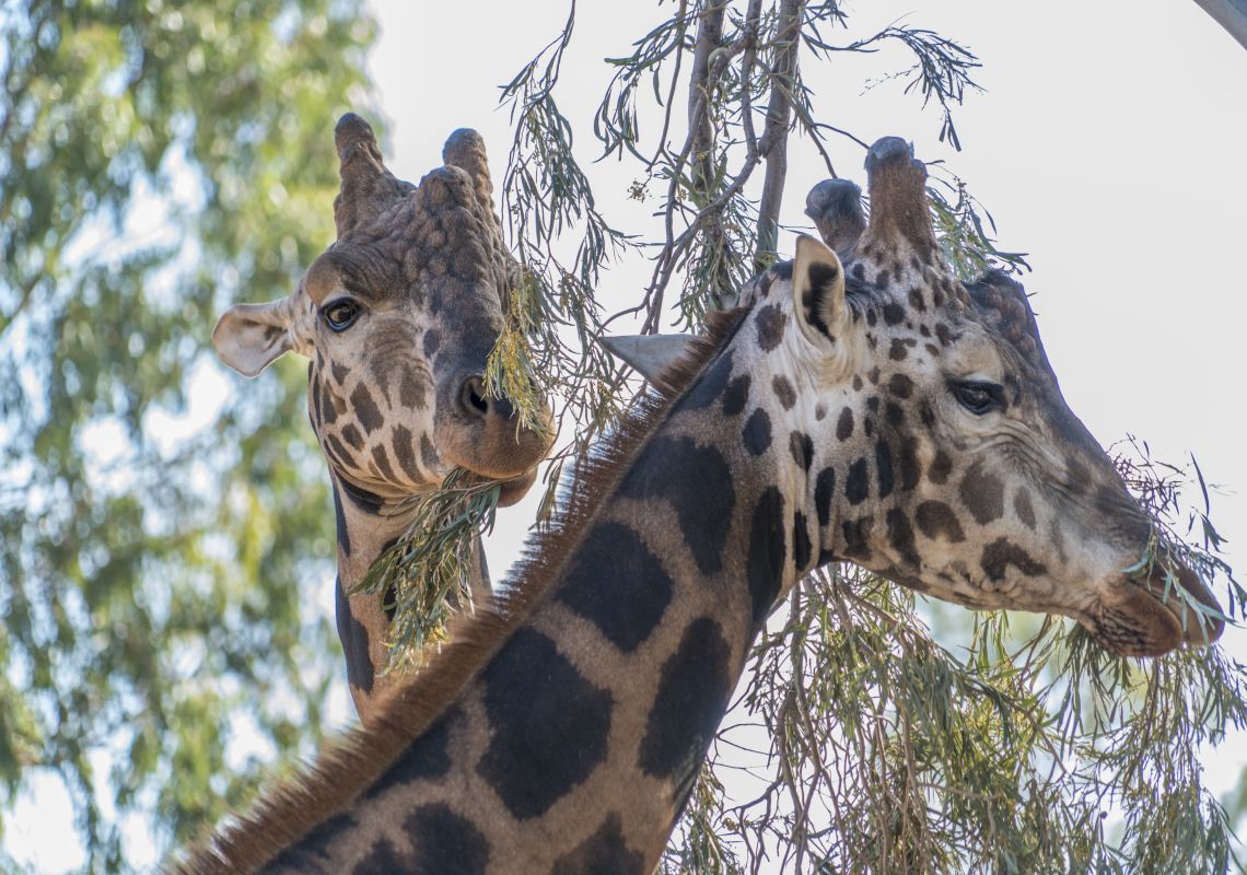 Giraffes eating leaves at Altina Wildlife Park, Darlington Point in the state's Riverina region