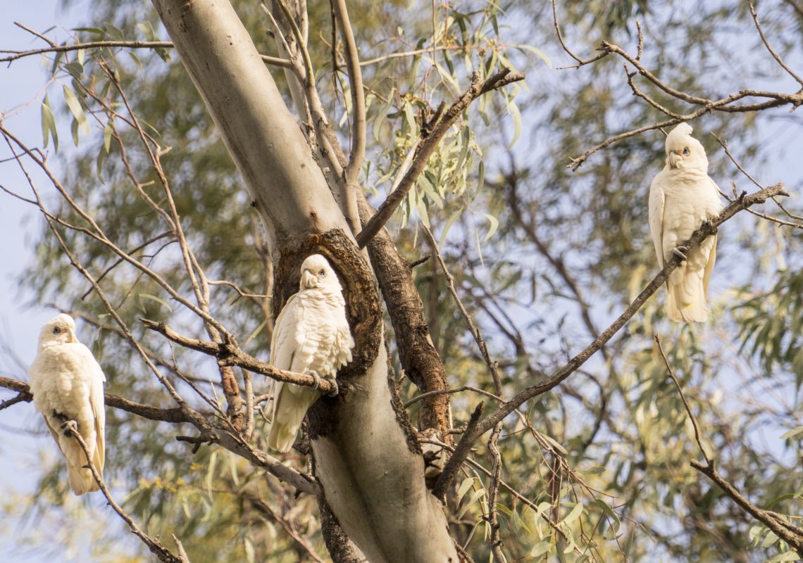 White cockatoos in Hughie Cameron Park in Hillston, Reverina