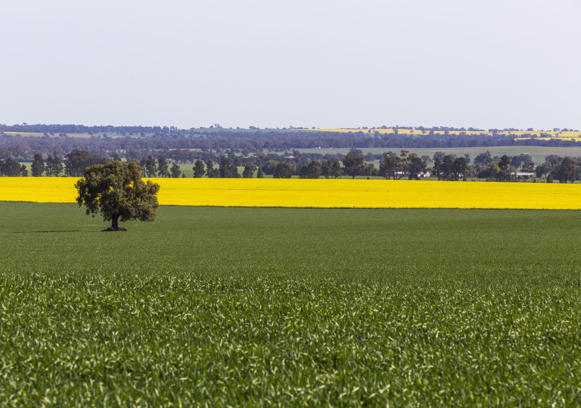 The vibrant golden canola fields in Coolamon
