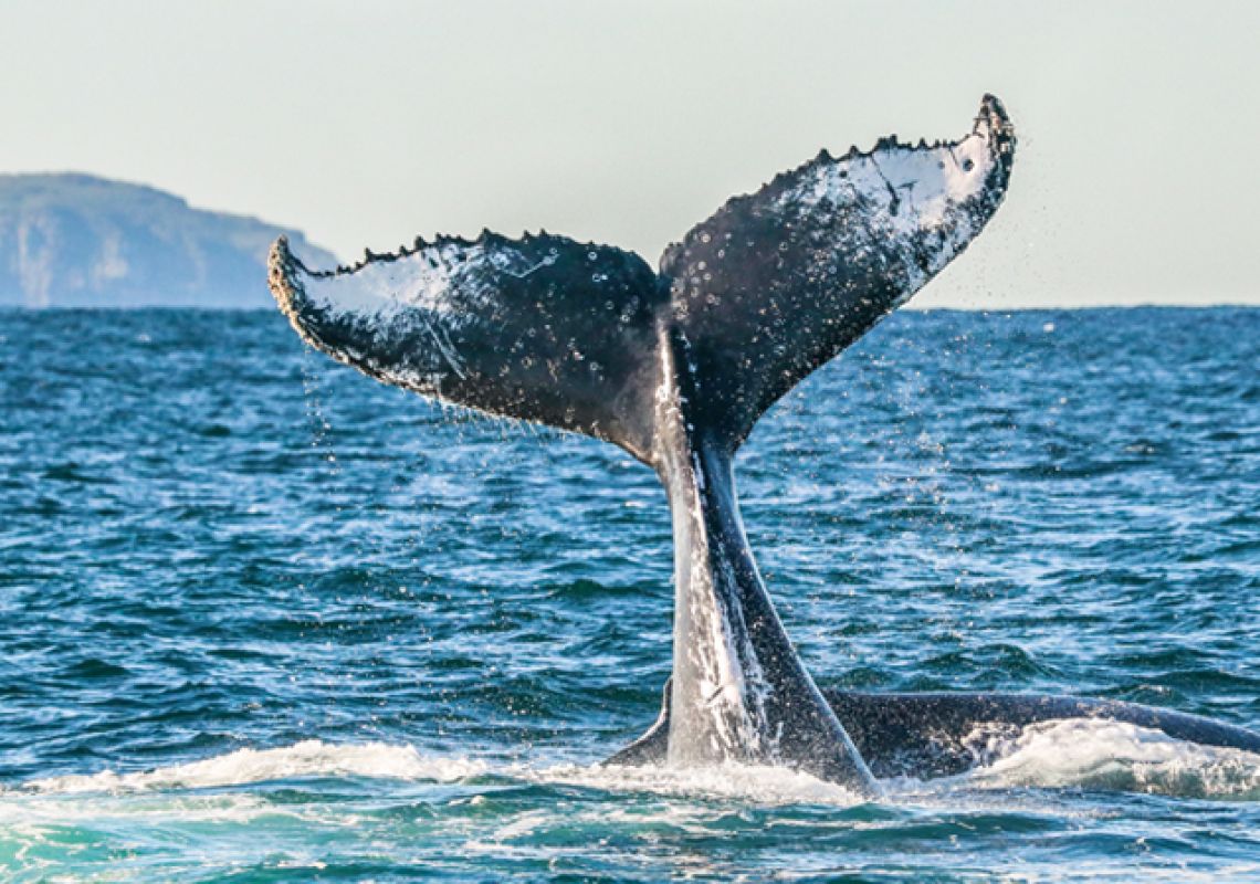 Whale Watching in Port Stephens
