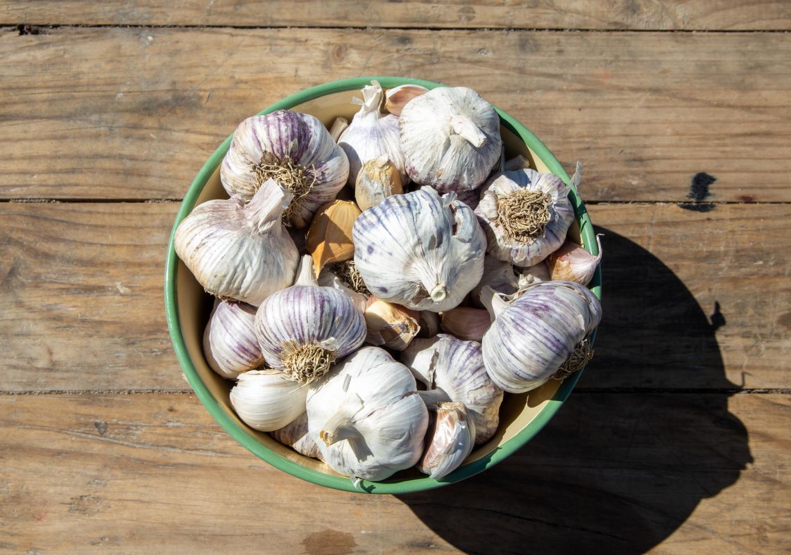 Rochford Organic Garlic in New England