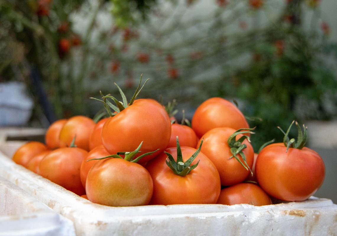 Fresh Tomatoes, North Coast